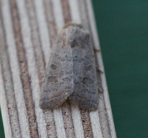 Réf. 315 319 : Hoplodrina sp.